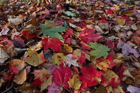 22-1795 (540x360, 97Kb)