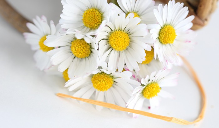 cvety-romashki-lenta-flowers (700x410, 52Kb)
