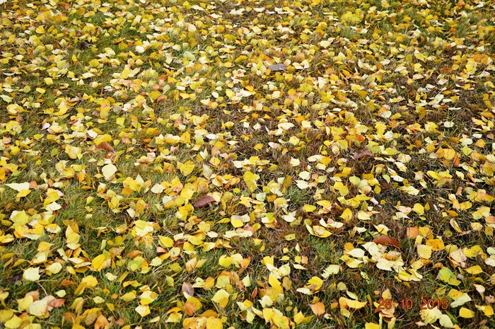 3587765_DSC_6140 (700x465, 404Kb)