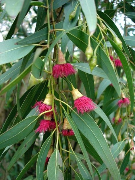   ( Eucalyptus gummifera ) . . (470x626, 67Kb)