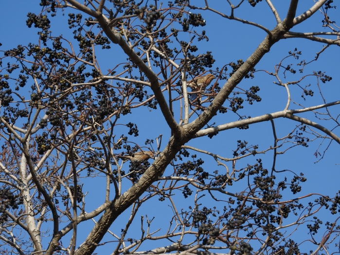 5559494_DSCN9893 (700x525, 382Kb)