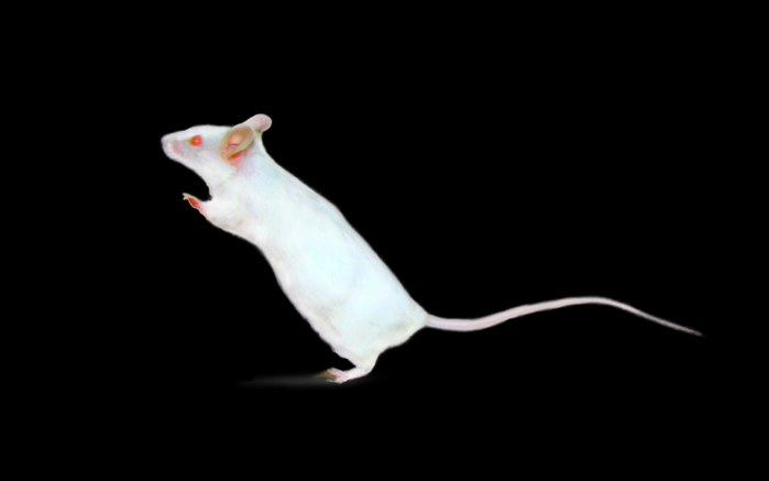 White pet mouse B (700x437, 41Kb)