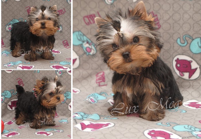 3979564_puppyyorkshireterrierpitomnik (700x485, 104Kb)