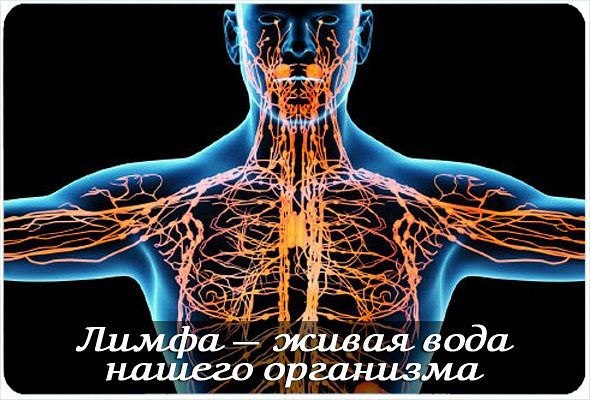 3925311_Limfaticheskaya_sistema (590x400, 68Kb)