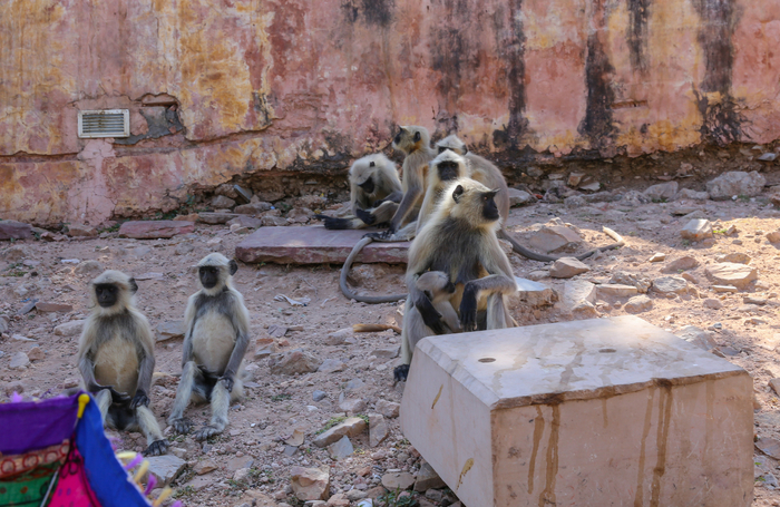 IMG_2727 (700x455, 461Kb)