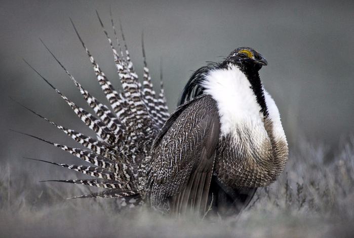 464476_Senate-Sage-Grouse.JPEG-087 (700x470, 365Kb)