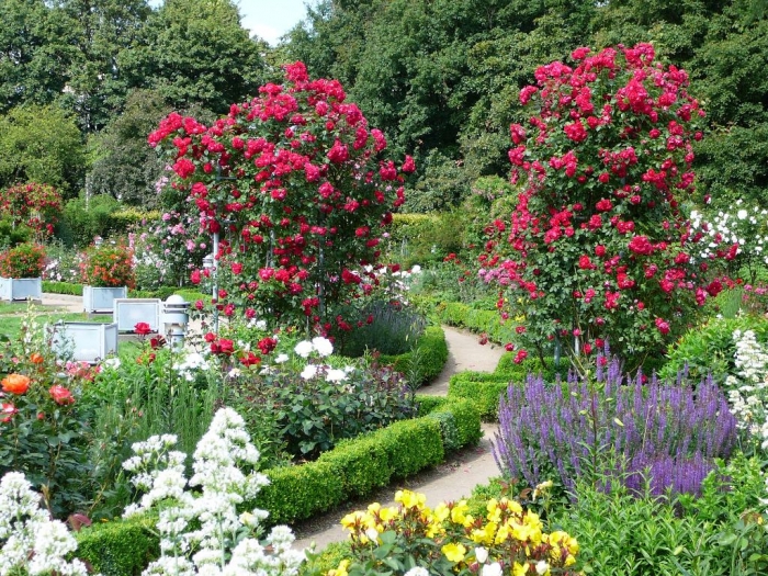 rosarium_hamburg_009 (700x525, 497Kb)