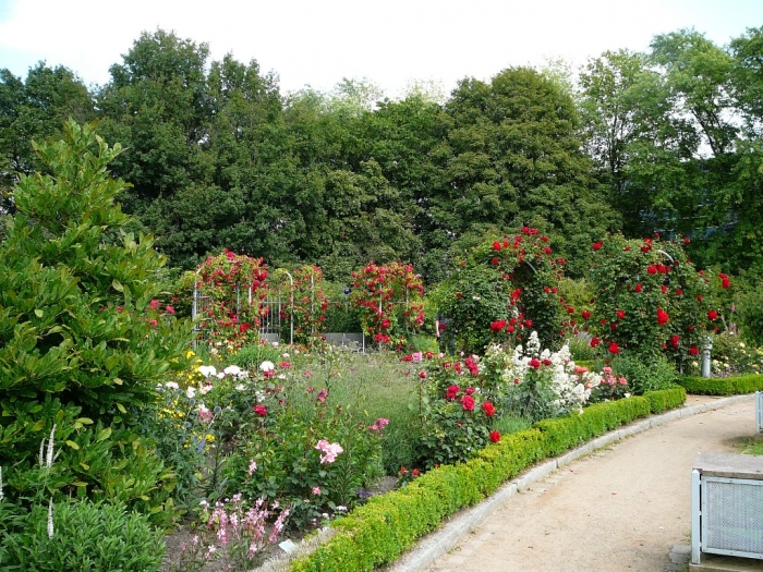 rosarium_hamburg_020 (700x525, 435Kb)