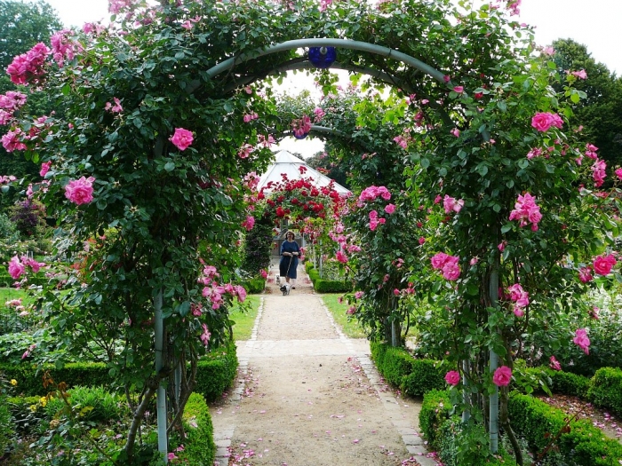 rosarium_hamburg_032 (700x525, 481Kb)
