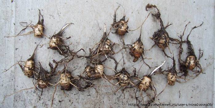 Rhodohypoxis corms (700x351, 146Kb)