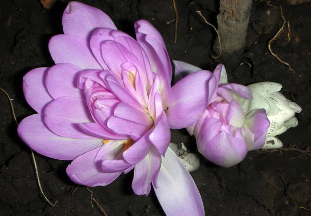 colchicum1 (640x446, 36Kb)