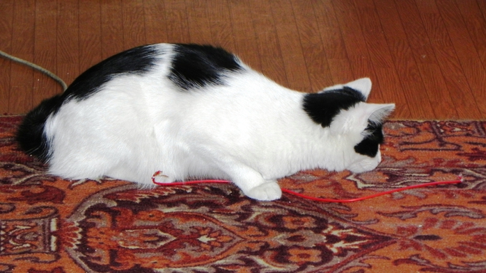 DSCN8975 (700x393, 220Kb)