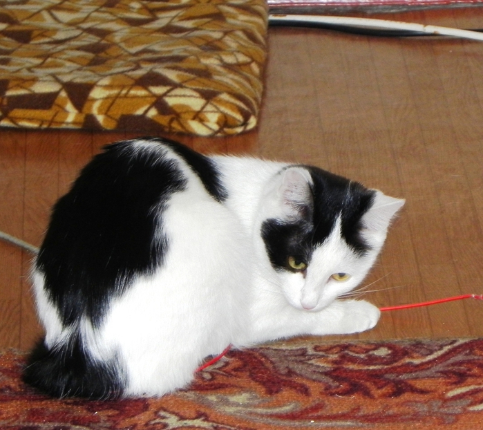 DSCN8977 (700x622, 302Kb)
