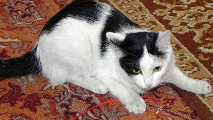 DSCN8991 (700x393, 233Kb)