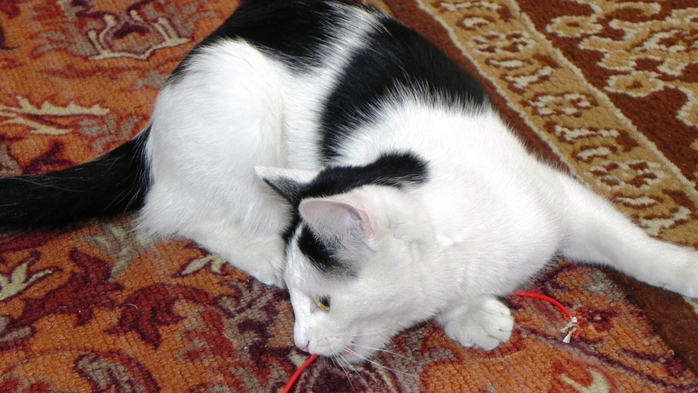 DSCN8992 (700x393, 228Kb)