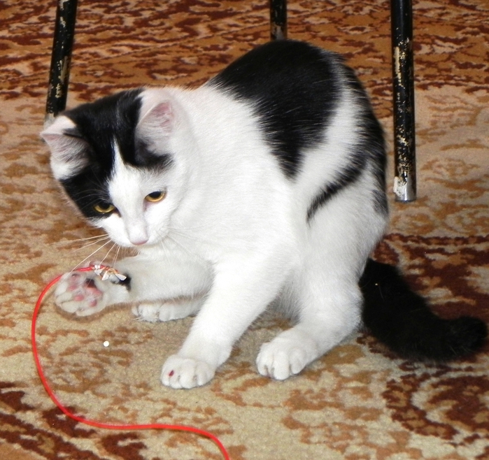 DSCN8994 (700x658, 340Kb)