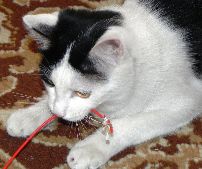 DSCN8996 (700x587, 316Kb)
