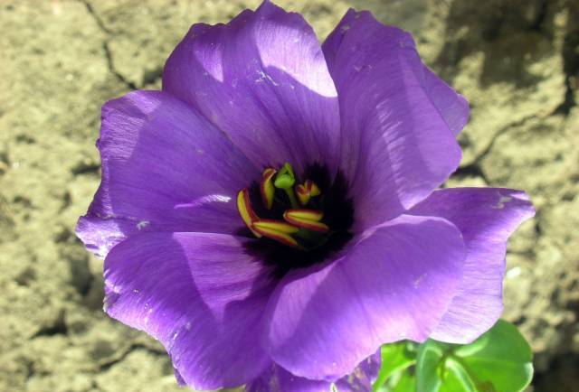 Eustoma1 (640x434, 35Kb)