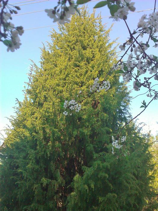 WP_000377 (525x700, 93Kb)