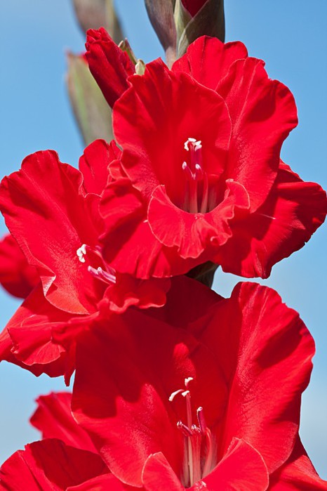 Gladiolus2-520x780 (466x700, 71Kb)
