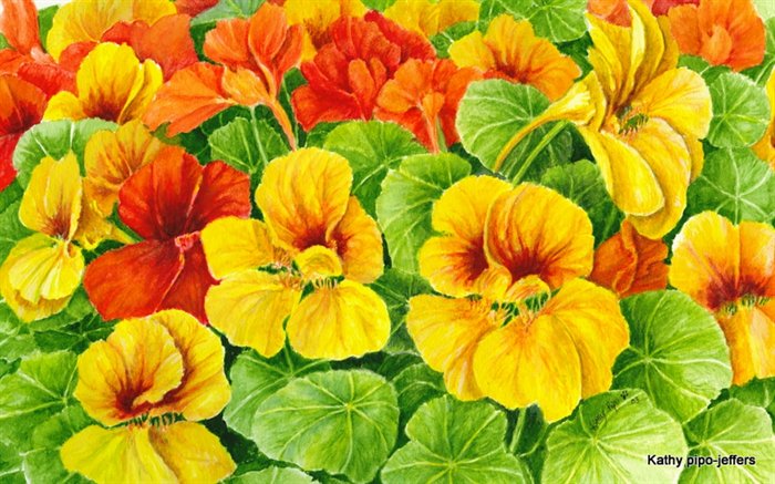 nasturtiums (700x437, 94Kb)