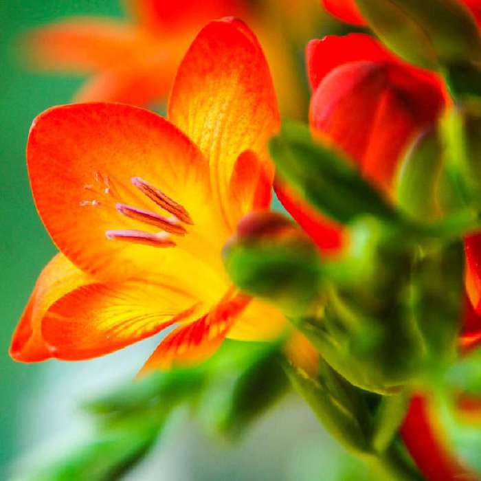 Freesia2-09 (700x700, 33Kb)