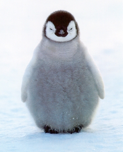 cute-baby-penguins (500x618, 167Kb)