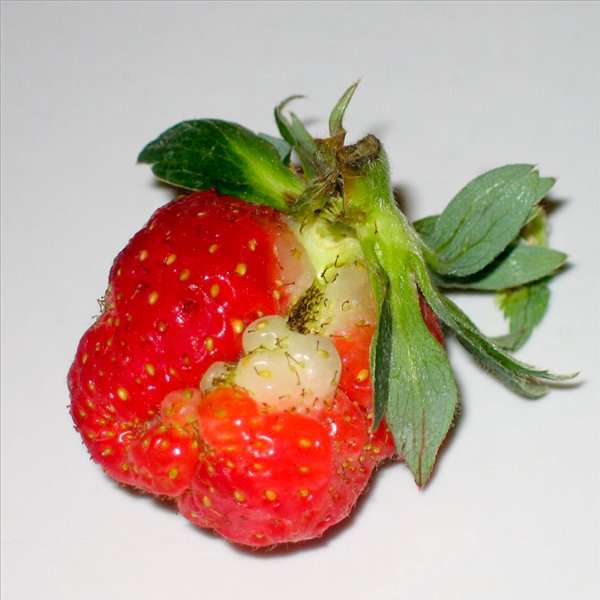 deformed_strawberries_04 (600x600, 47Kb)
