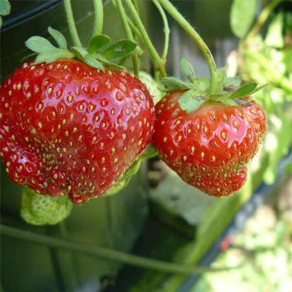 deformed_strawberries-plant-Lygus_15 (600x600, 68Kb)