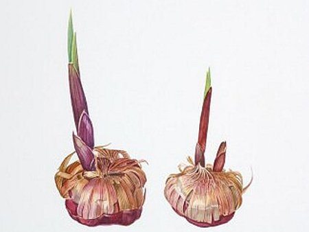 1271167096_virgladiolus1 (450x338, 18Kb)