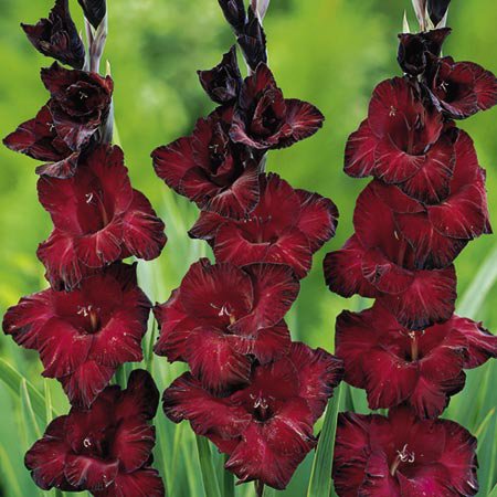 1271165833_gladiolusk (450x450, 53Kb)