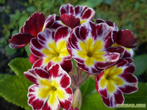 moisad.org-10-primula (604x453, 151Kb)