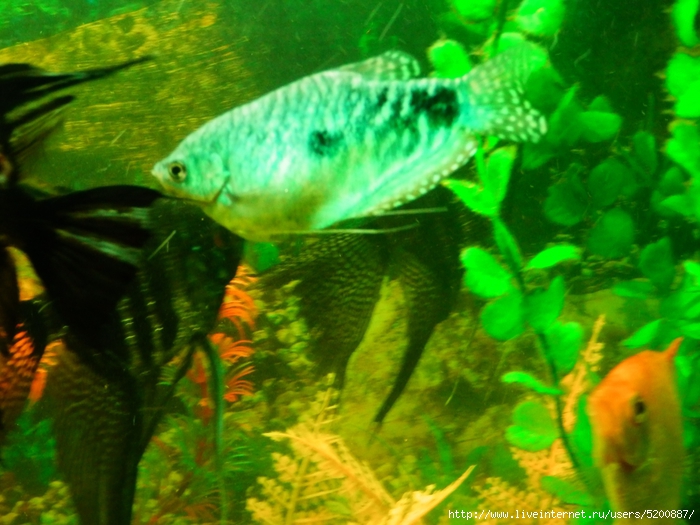 5200887_017 (700x525, 285Kb)