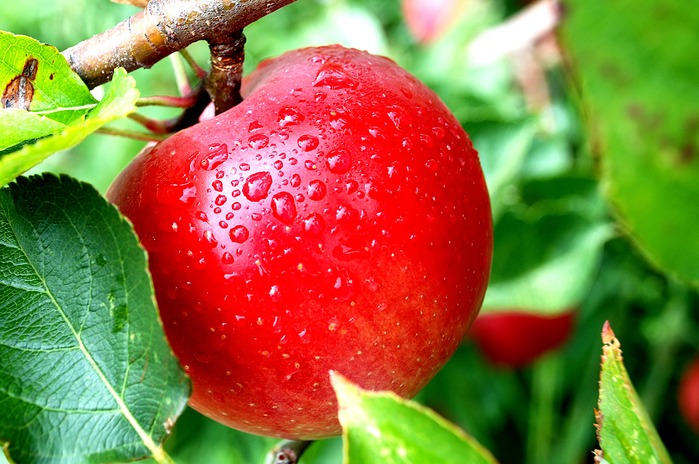 apple-red (700x464, 114Kb)