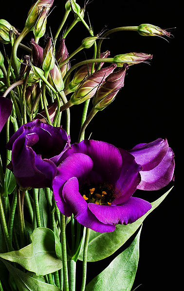 378px-Eustoma_grandiflorum_purple_02 (378x599, 77Kb)