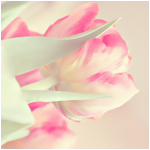 tulips_by_LagrimasDelCorazon -  (150x150, 35Kb)