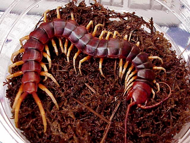 http://img0.liveinternet.ru/images/attach/c/8/99/419/99419892_2084753_Scolopendra_gigantea1.jpg