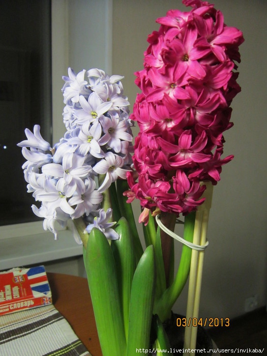 IMG_1555 (525x700, 212Kb)