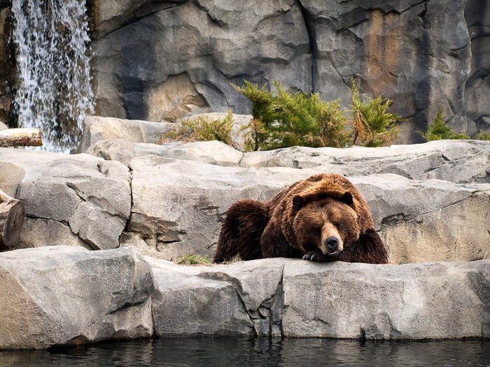 Animals_Beasts_Resting_Brown_Bear_029280_ (700x525, 158Kb)