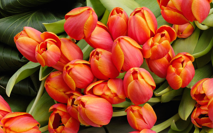 tulip_flowers_arrangement-wide (700x437, 103Kb)