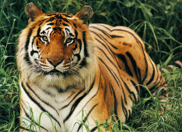 tiger (597x434, 155Kb)