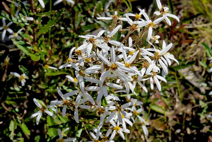 3117157862_916631094b_bOlearia erubescens (700x468, 201Kb)