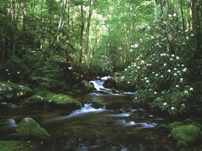 023_krajina_-_lesny_potok (700x525, 190Kb)