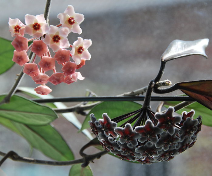 DSC_0214 (700x582, 72Kb)