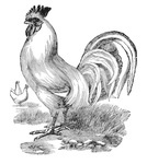  req-rooster-graphicsfairy003 (458x512, 82Kb)