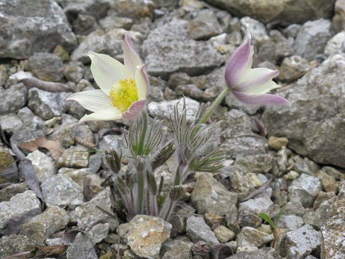 Pulsatilla flavescens (700x525, 116Kb)