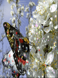 98276585_16 (240x320, 678Kb)