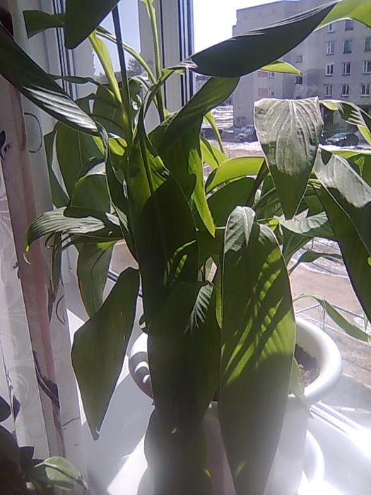4826692_Foto0736 (525x700, 62Kb)