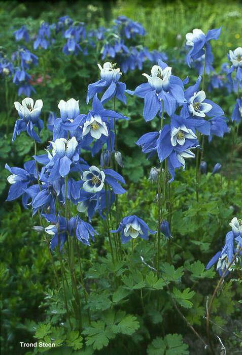 Aquilegia glandulosa (477x700, 67Kb)