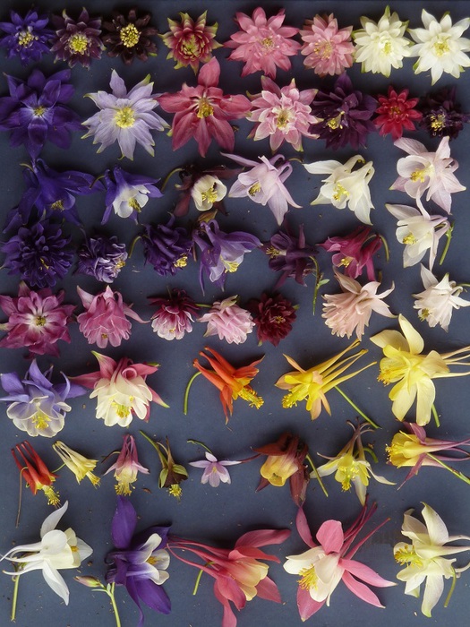 Aquilegia_Sorten_Hybriden_Arten (525x700, 161Kb)